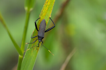 green shield bug