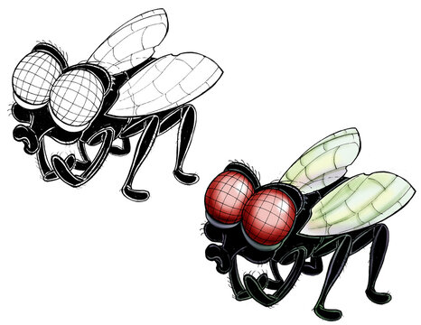 Fly cartoon line and color