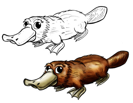 Platypus cartoon line and color