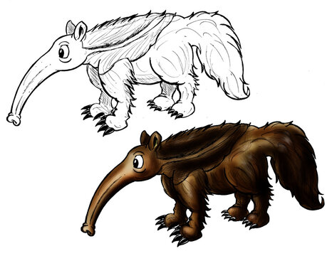 Anteater cartoon line and color