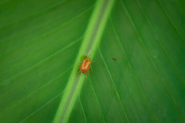 Lady bug sitting on a green leaf.