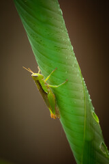 Meadow grasshopper, grasshopper