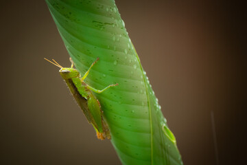 Meadow grasshopper, grasshopper