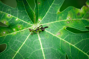 Meadow grasshopper, grasshopper