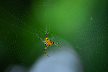 spider on web