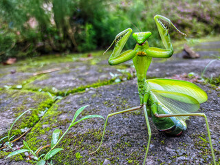 praying mantis in the garden