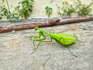 Big green praying mantis in the garden (Mantodea, grasshopper, praying mantis)