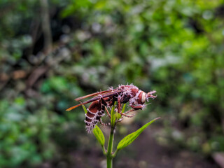 Close-up of a Red Paper Wasp resting on a green leaf.
