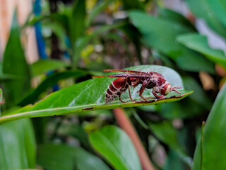 Close-up of a Red Paper Wasp resting on a green leaf.