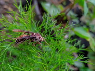 bees (wasps) on the leaves.