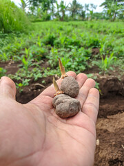 hand holding a plant