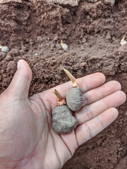 porang plant seeds in hand.