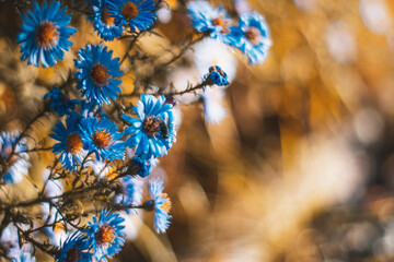 autumn leaves in flower