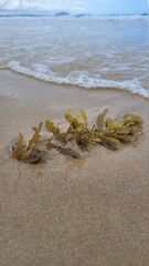 sand
sealife
seaweed
