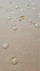 Fototapeta na wymiar sand sealife jellyfish