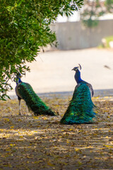 Obraz premium Peacock