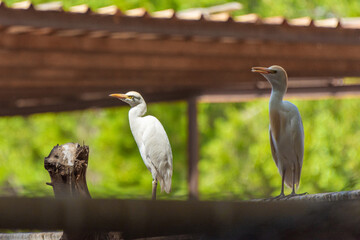 Cattle Egret