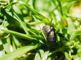 Pill bug in the garden