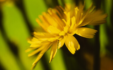Yellow dandelion