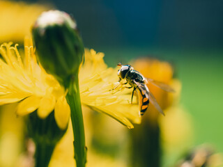 Hoverfly on a flower