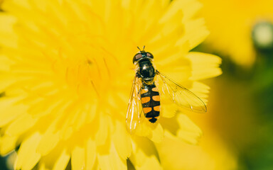 Hoverfly on a flower