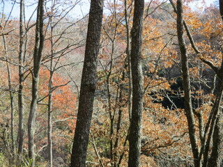 熊本県阿蘇の南小国町にある、春と秋の年に2度、数日間の一般開放日以外は誰も立ち入ることができないため「秘密の渓谷」として知られる「マゼノ渓谷」の美しい木々