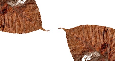 Obraz premium autumn dry leaf isolated on white background