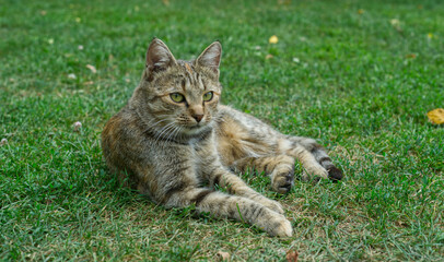 A cute gray golden cat is lying on the green grass. Close