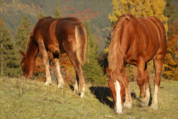 Brown horses grazing outdoors on sunny day. Beautiful pets