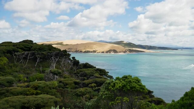 Panning shot of growing Kauri Trees (Tane Mahuta) and beautiful blue ocean view in New Zealand - Sandy dune hills in background