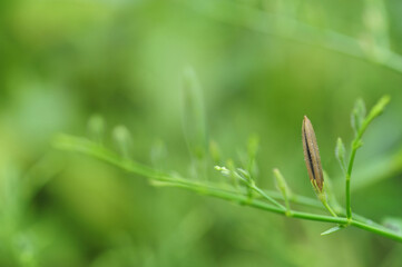 Brown sheath  of andrographis paniculata, commonly known as creat or green chiretta