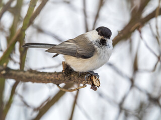 Cute bird the willow tit, song bird sitting on a branch without leaves in the winter.