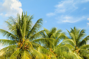 Fototapeta na wymiar Tall coconut trees against a beautiful blue sky at a beach resort
