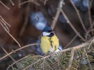 Cute bird Great tit, songbird sitting on the fir branch