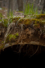 Forest Underground cavity splt screen