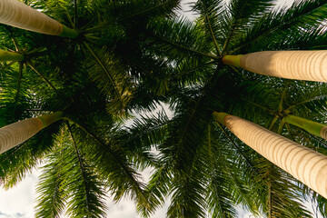 Silhouette of tall palm trees with thick foliage against a bright sky at a beach resort