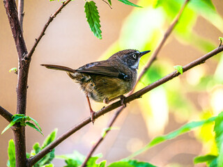 Scrub Wren Crouched