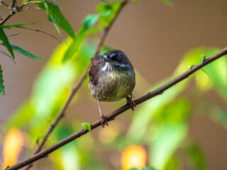 Scrub Wren Head Cocked