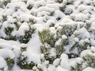 Green young pine trees covered in white snow.