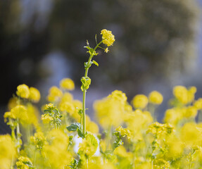 菜の花