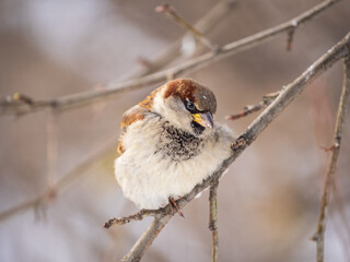 Sparrow sits on a branch without leaves.
