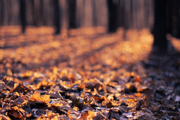  Fantasy autumn in the forest