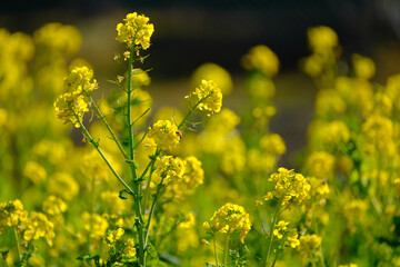 菜の花