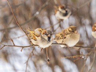 Two Sparrows sits on a branch without leaves.