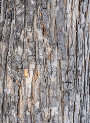 The texture of the bark of an old apple tree with snow in winter