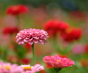 ヒャクニチソウ	