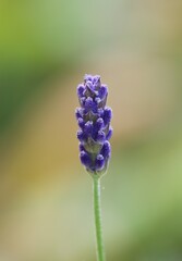 close up of a lavender flower