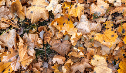 Fallen autumn leaves on the ground. Autumn colors. Background from leaves.