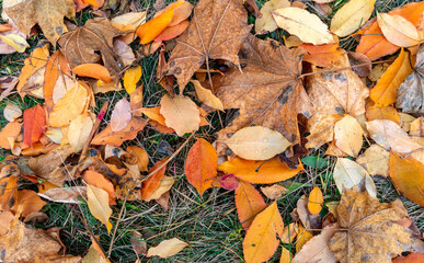Fallen autumn leaves on the ground. Autumn colors. Background from leaves.