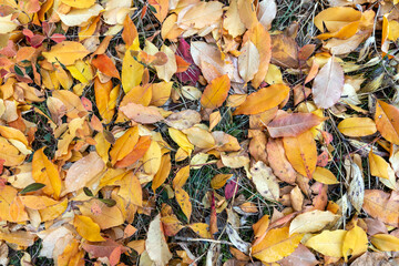 Fallen autumn leaves on the ground. Autumn colors. Background from leaves.